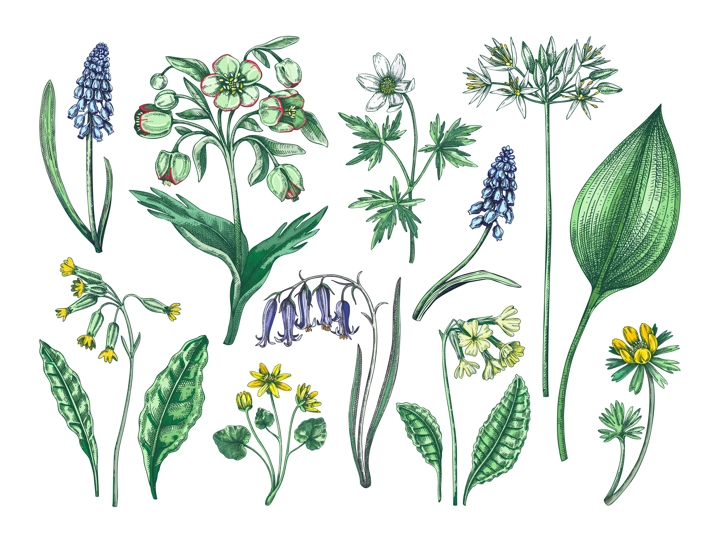 Spring flower sketches. Hand-drawn vector illustrations. Woodland wildflowers. Cowslip, bluebell, grape hyacinth, hellebore, winter aconite. Floral design in color